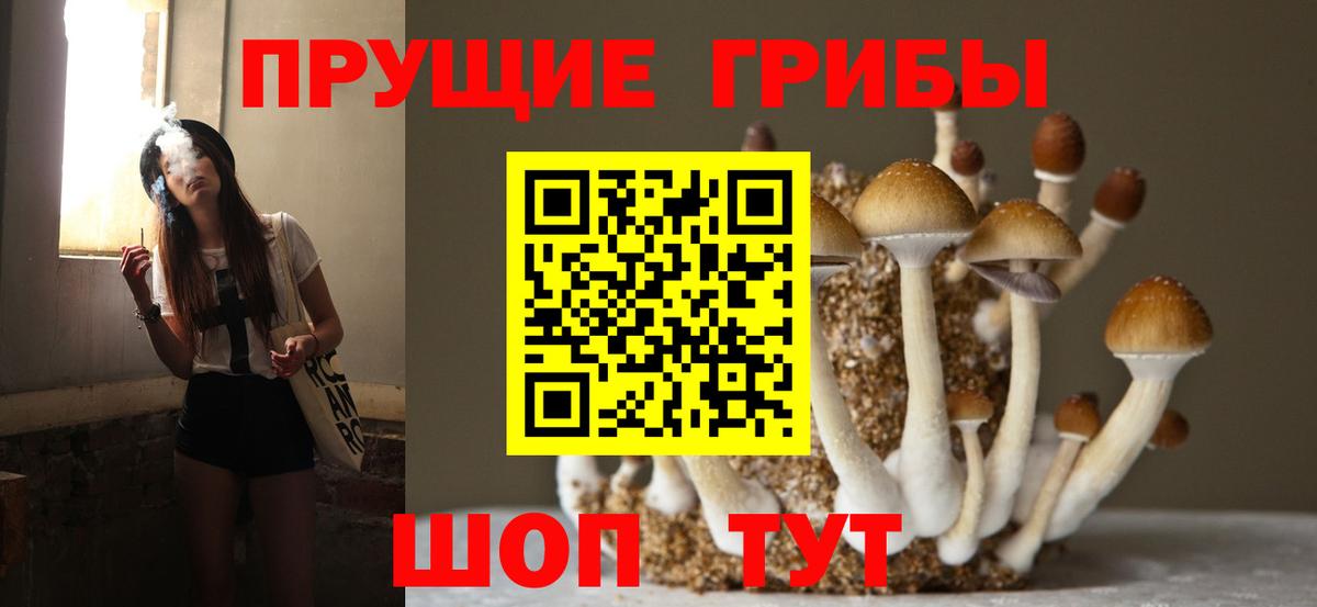 Сосновоборск  Псилоцибиновые грибы прущие грибы  Вход с VPN  Галлюциногенные грибы мицелий 